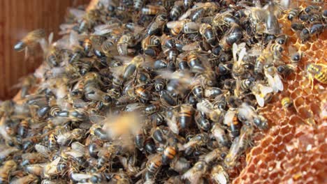 A-close-up-shot-of-a-swarm-of-bees-eating-honey-from-a-a-hive-frame