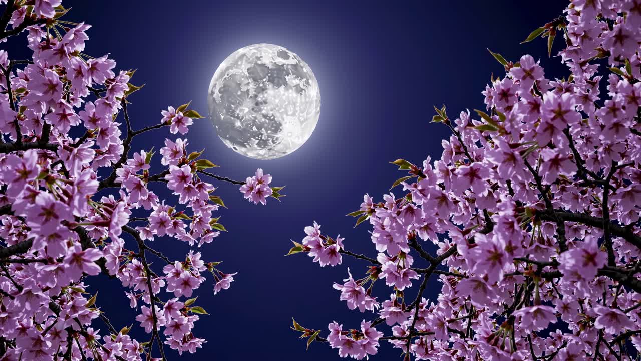 A serene night video scene with a low-angle view of a full moon framed by cherry blossoms