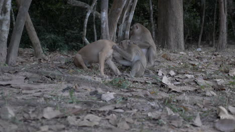 Mono-Mordiendo-Perro-Y-Jugando-En-Camboya