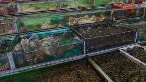 seafood in water tanks