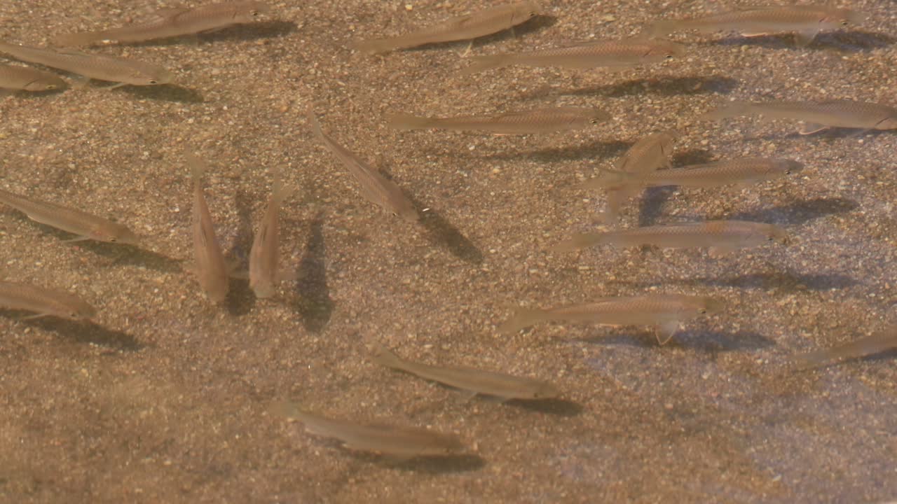 다른 사람들은 무작위로 그냥 헤엄치며 돌아다니는 동안 함께 모이고, 물고기는 개울에서, poropuntius sp.