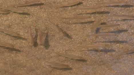 gathering together while others flipping around as they are randomly just swimming around, fish in the stream, poropuntius sp