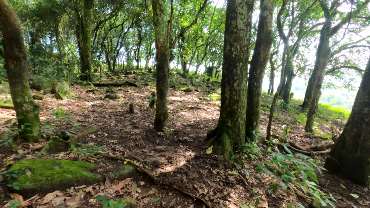 paseando entre los árboles en el bosque con el reflejo del sol en el fondo