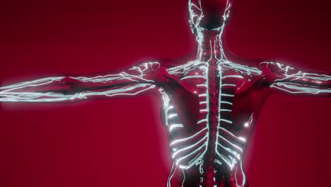 vasos sanguíneos del cuerpo humano