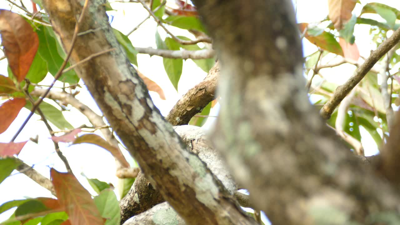 un pequeño pájaro gris y blanco en lo alto de un árbol se eleva rápidamente