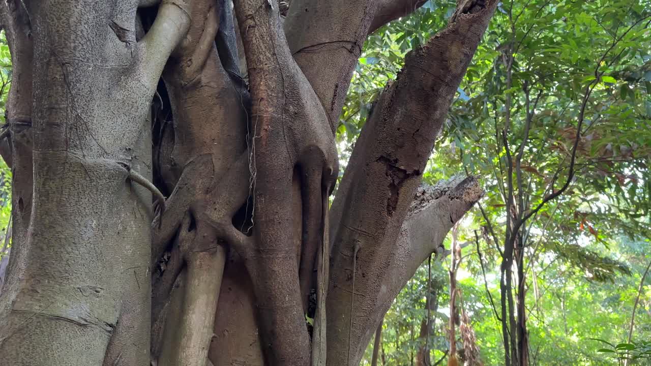 Walking through lush tropical forest path with green palm trees and dense jungle vegetation