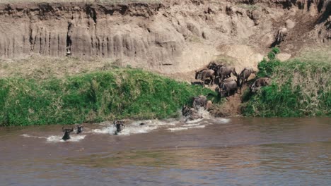 Tiro-De-Seguimiento-De-Una-Manada-De-ñus-Saltando-Y-Cruzando-El-Río-Mara,-Tanzania