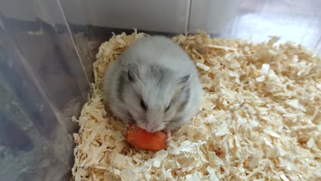 gray syrian hamster eating a carrot