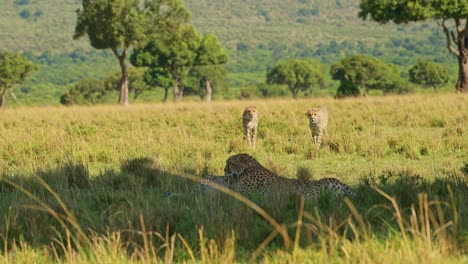 cheetah family of mother and cubs resting in the shade in hot weather on a sunny day in africa, african wildlife safari animals in masai mara, kenya in maasai mara long grass savanna scenery