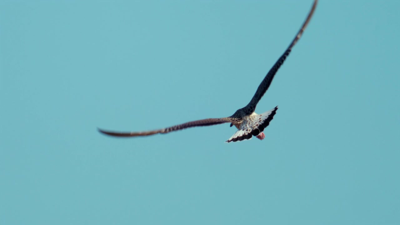 Frigatebird soaring gracefully through a clear cyan sky, its long, angled wings demonstrating freedom and expansive motion