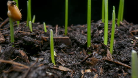 time lapse of grass germinating and growing, macro probe lens pull back shot