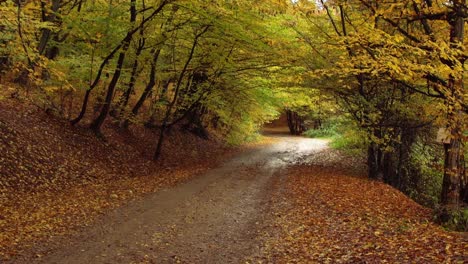 Hermoso-Túnel-De-árboles-De-Otoño-En-El-Bosque-De-Rumania--inclínate-Hacia-Arriba