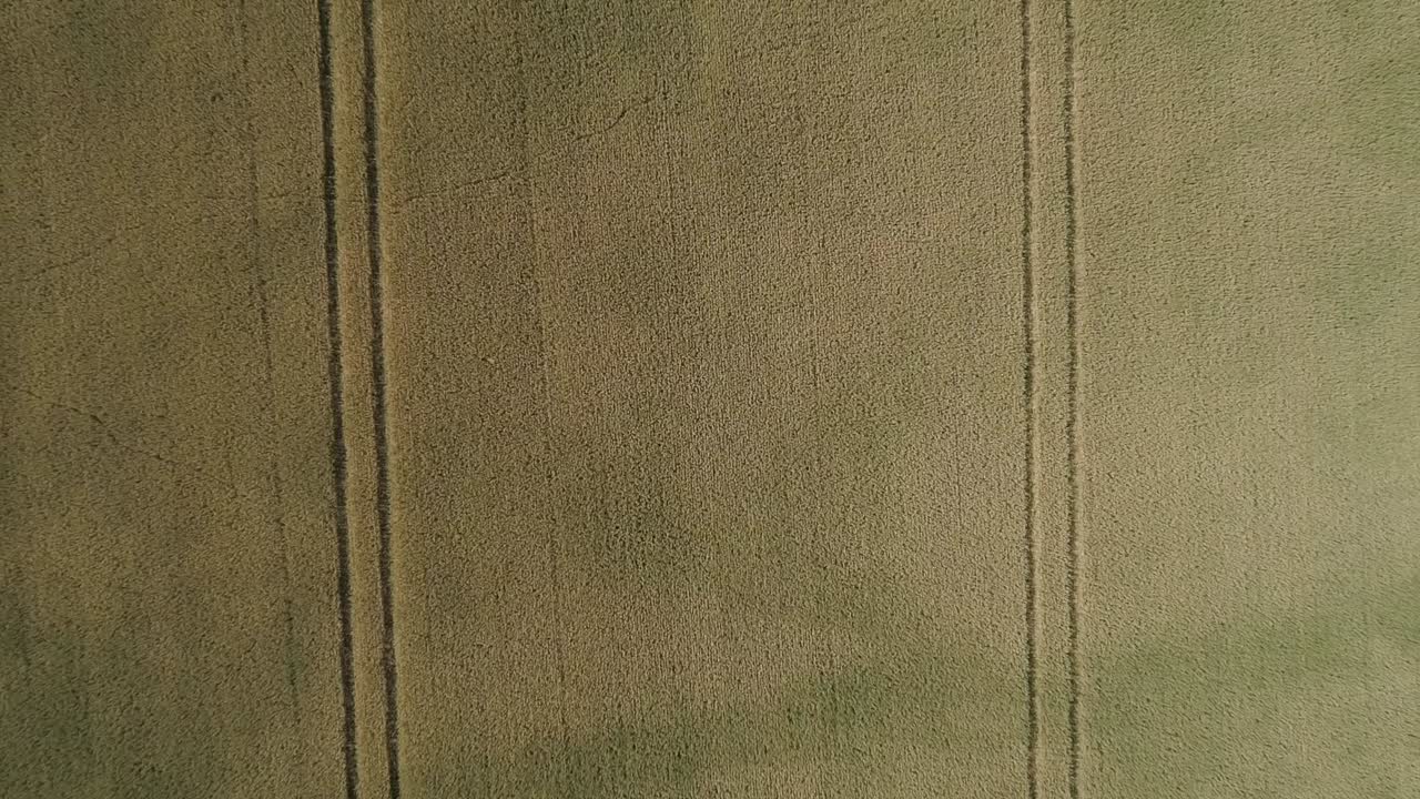 levantamiento de ojo de pájaro aéreo sobre campo de maíz agrícola cultivo de tierras de cultivo campo texturizado