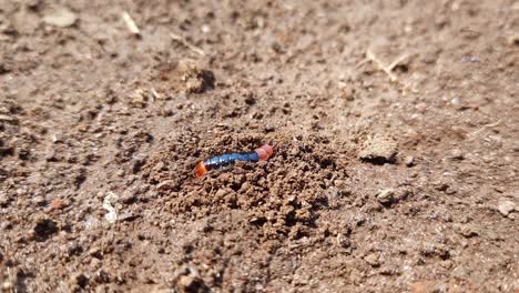 Close-up-of-centipede-entering-and-exiting-its-hole-in-ground