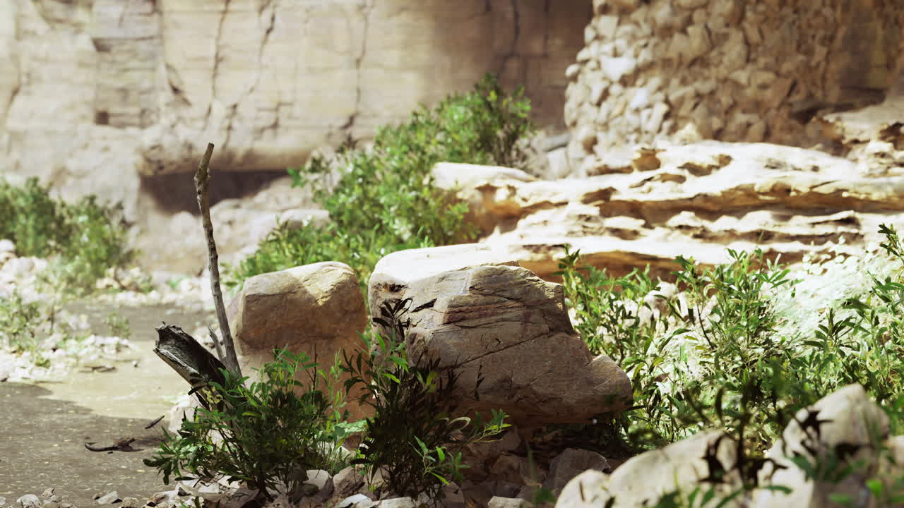 Exploration of a desert canyon with rocky formations and green vegetation