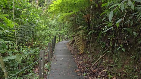 walking on a wooden deck path in the green forest