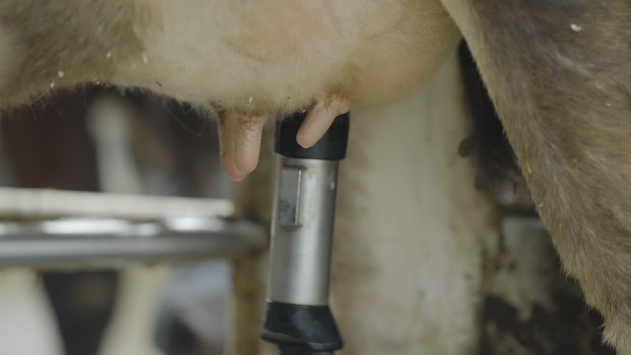 Teatcups disconnect of cow udders