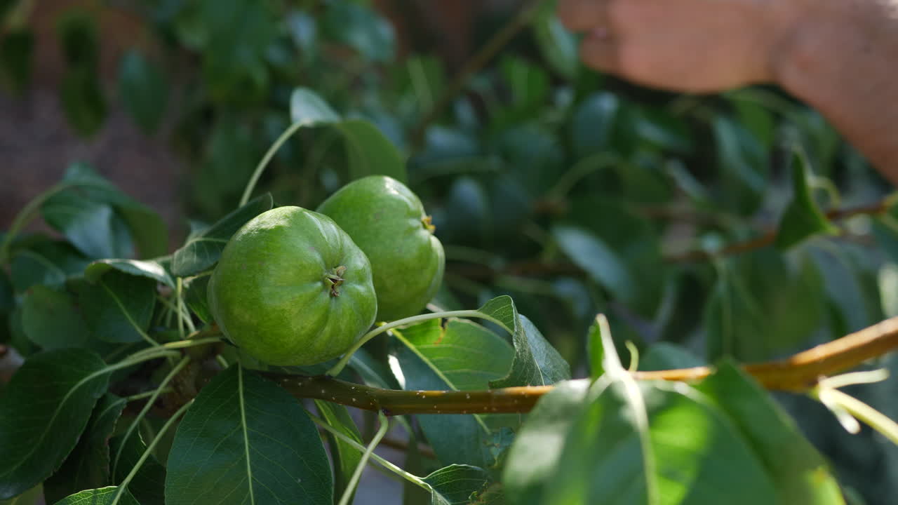 un agricultor de huertos frutales que controla las peras maduras en un árbol orgánico verde antes de cosechar