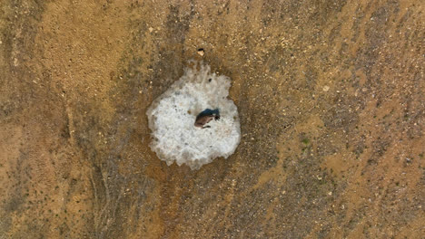 Rentiere-Entspannen-Auf-Eis,-Sonniger-Sommertag-In-Finnland---Schraubenzieher,-Drohnenaufnahme