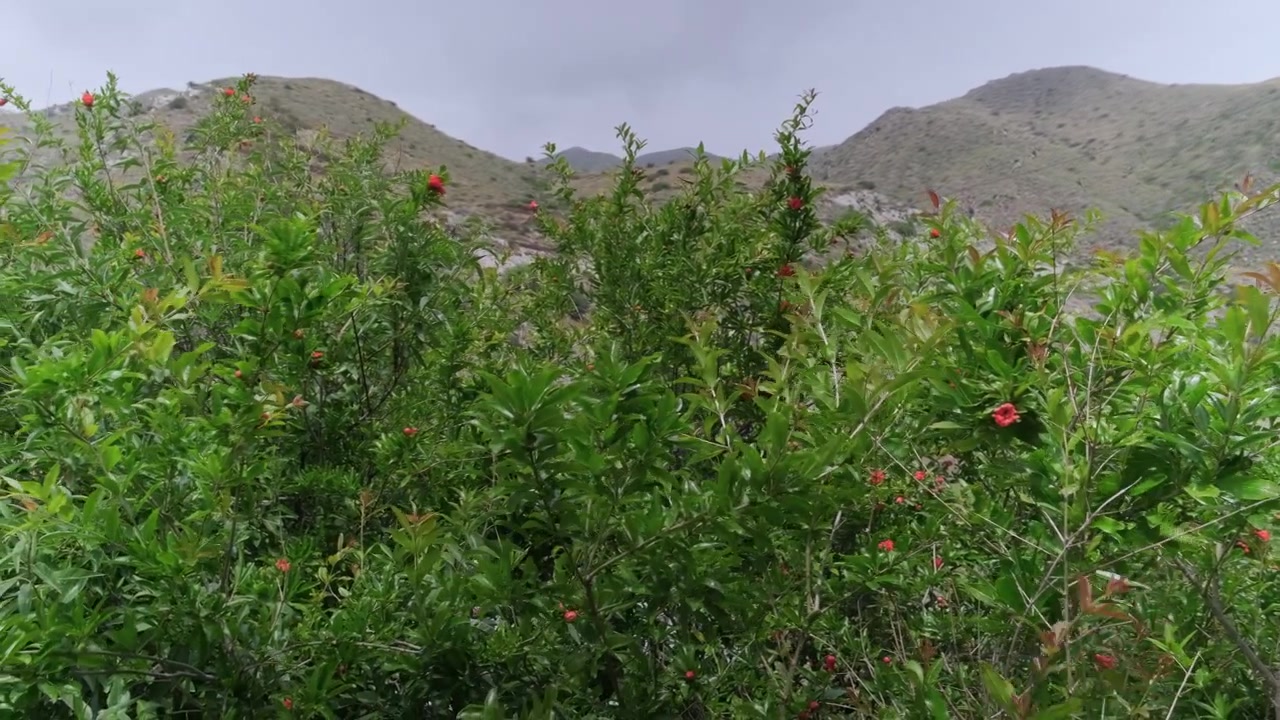 Rami di melograno (Punica Granatum) agitati dal vento davanti a montagne in Spagna, con i loro fiori in piena fioritura.