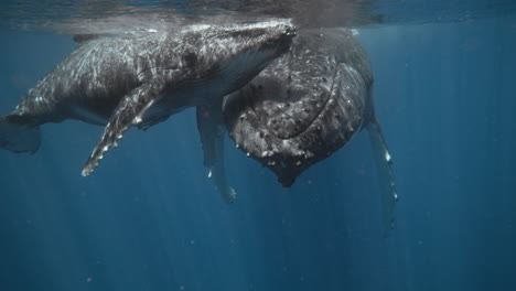 Impresionantes-Imágenes-Submarinas-De-Ballenas-Jorobadas-En-Vava&#39;u,-Tonga