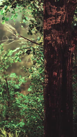 close-up of a tree trunk in a forest