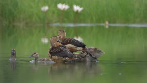 Whistling-duck-relaxing-pond-area-,