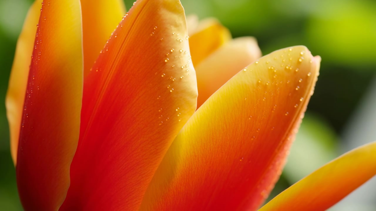 Vista macro ravvicinata scorre sui petali stratificati di tulipano mentre piccole goccioline catturano la luce su superfici lisce arancioni e gialle, mentre una messa a fuoco superficiale mantiene il fogliame verde leggermente sfocato