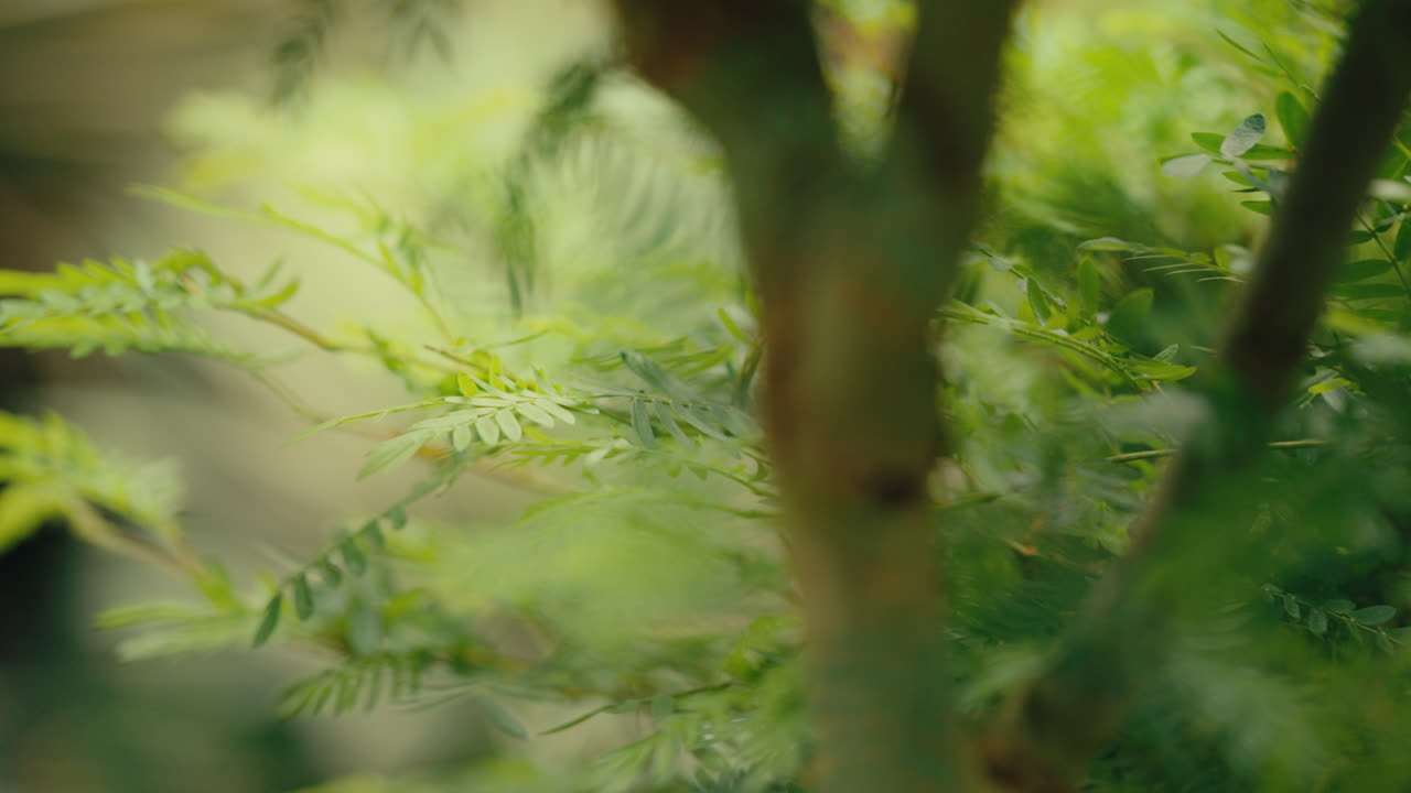 las hojas tienen la luz del sol brillando sobre ellas