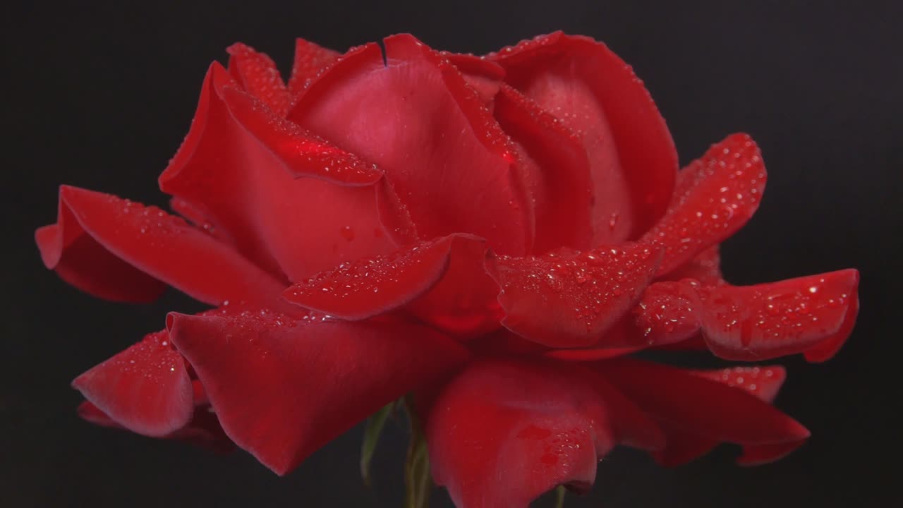 Red Rose With Water Drops Rotating On A Black Background. Loop 60fps Speed-Up x2