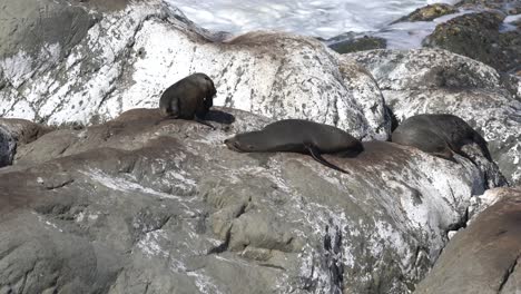 New-Zealand-fur-seals-on-rocks