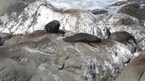 Lobos-Marinos-De-Nueva-Zelanda-En-Las-Rocas