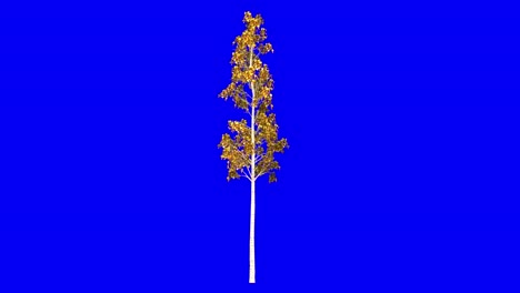 árbol de abeto europeo en la temporada de otoño y otoño, con efecto del viento en pantalla azul animación 3d