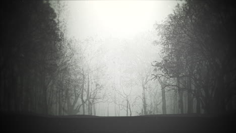 Mystischer-Halloween-Hintergrund-Mit-Dunklem-Wald-Und-Nebel