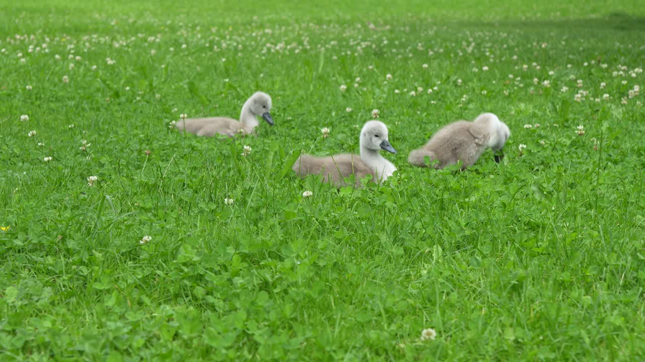 Group of cygnets resting quietly on green grass dotted with white clover blossoms