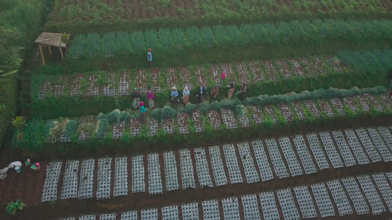 농부들이 채소 농장에서 파를 수확하고 있다