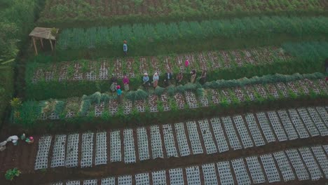 farmers are harvesting scallion on the vegetable plantation