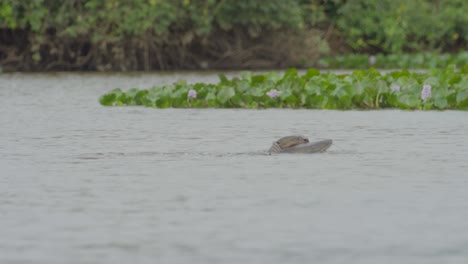 Giant-otter-catches-a-big-fish-in-the-river---hunting-behavior