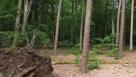 mixed-european-forest-fallen-tree-aerial-dolly