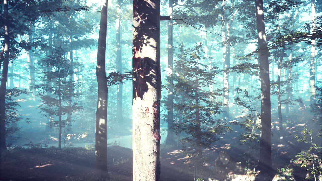 안개 가 가득 한 숲 에 떨어지는  ⁇ 빛 의 광선