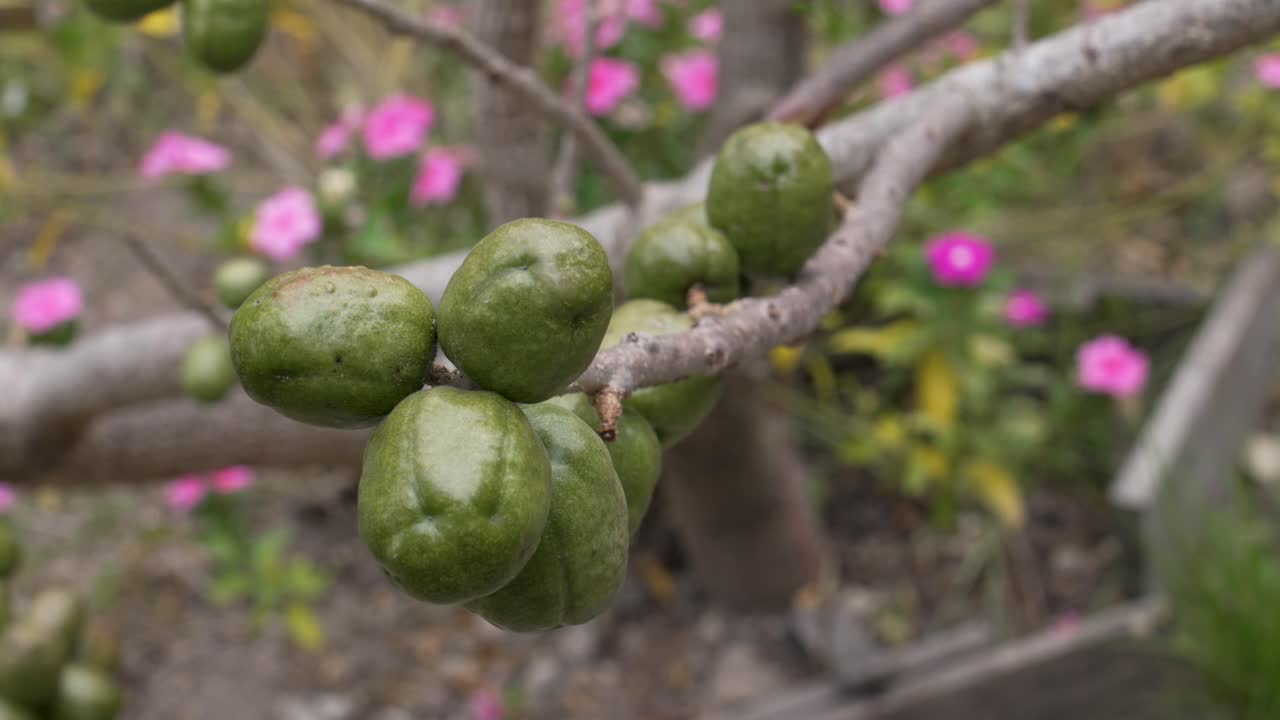Fresh Jocote Fruits (Spondias Purpurea) Tropical Harvest in Rural Honduras