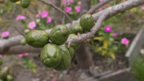 fresh jocote fruits (spondias purpurea) tropical harvest in rural honduras