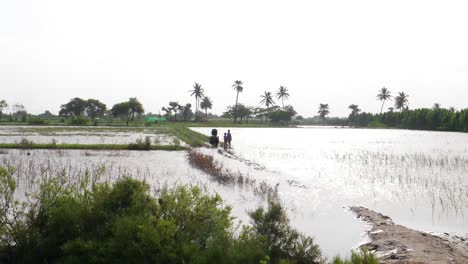 Campo-De-Arroz-Sumergido-En-Sindh-Pakistan-Donde-Pequeño