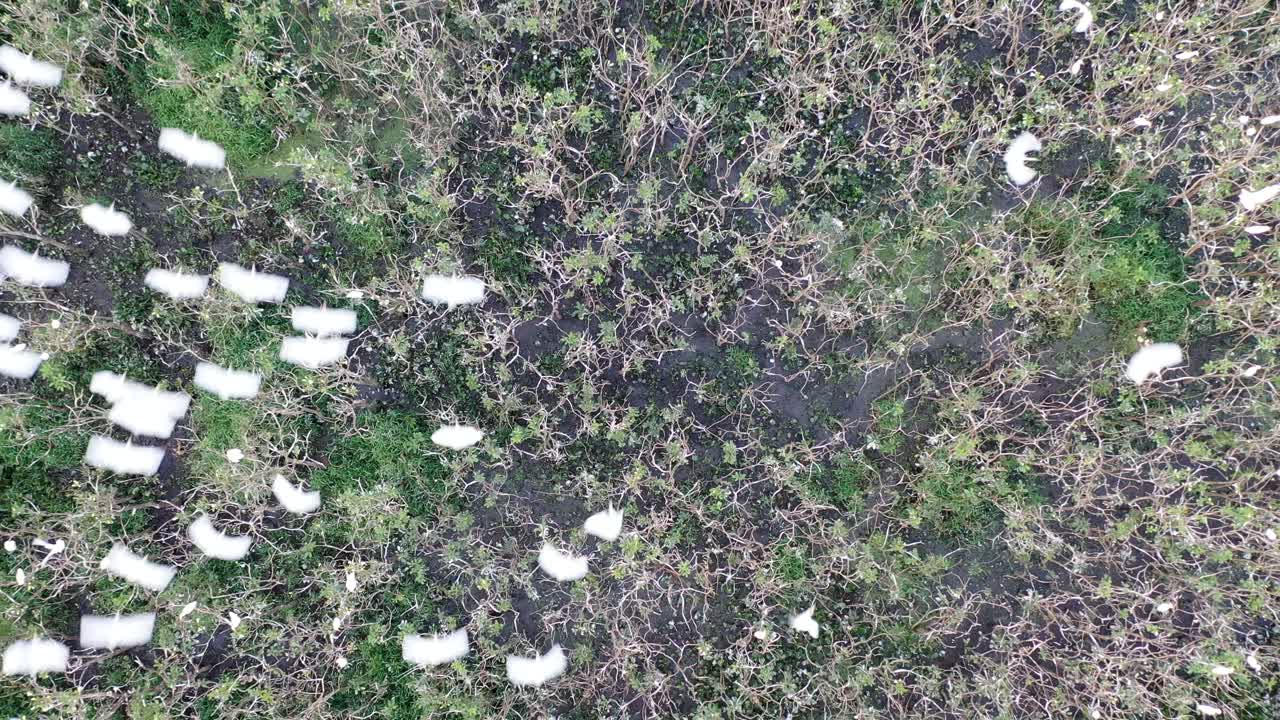 기숙사, 새, 야생 동물에 있는 왜가리 무리의 드론 보기