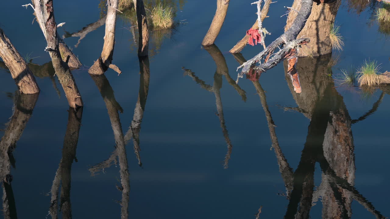 반사가 있는 물에 있는 나무 뿌리의 확대 샷 - 정적