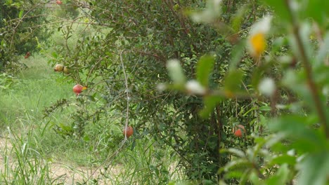 View-Of-Fresh-Organic-Hanging-Pomegranates-At-Farm-In-Sindh,-Pakistan