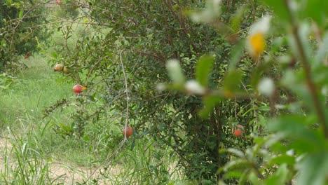 View Of Fresh Organic Hanging Pomegranates At Farm In Sindh, Pakistan