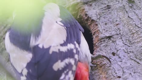 spotted woodpecker chick receives food brought by his father