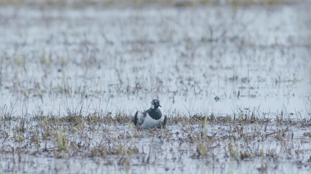 봄 이동 중에 물에 잠긴 습지에서 북쪽 lapwing