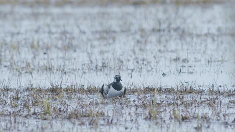 Nördlicher-Kiebitz-In-Feuchtgebieten-überschwemmte-Wiese-Im-Wasser-Während-Der-Frühjahrswanderung